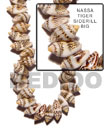 nassa tiger shell sidedrill in beads strands or