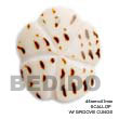 Handmade scallop cunos shell pendant Shell Pendant